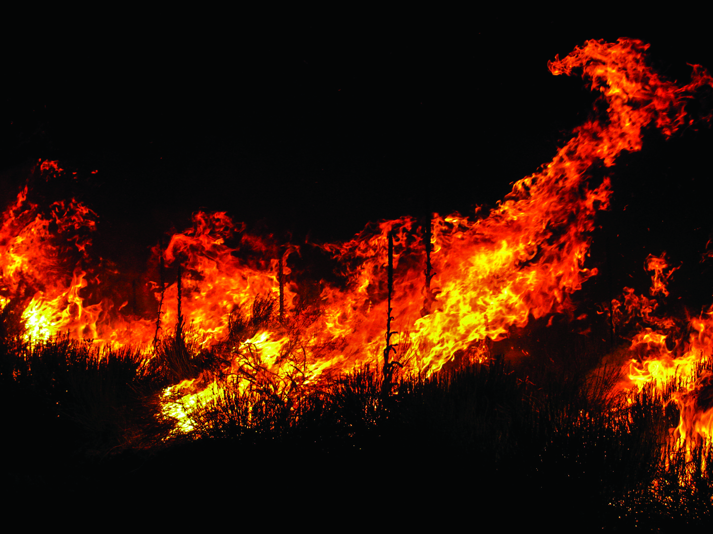 Application of Space-borne Data in Forest Fire Detection and Burnt Area Assessment
